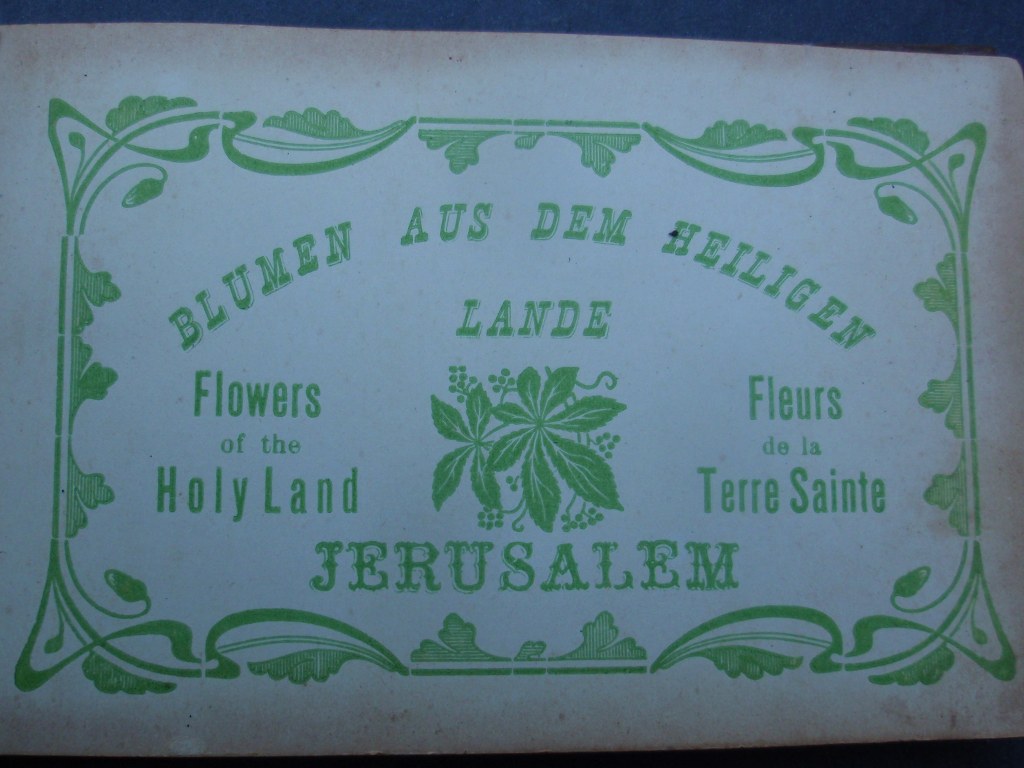 flowers of the holy land